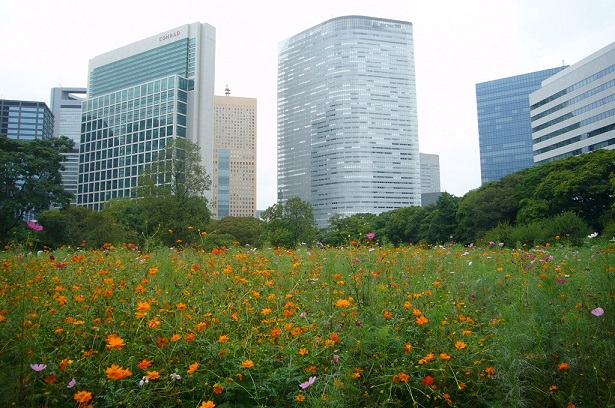 秋を求めて 浜離宮庭園を散策 森林文化協会