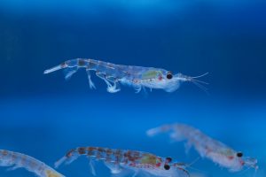 krill-specimens-brett-wilksaustralian-antarctic-division
